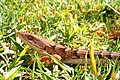 Southern Alligator Lizard