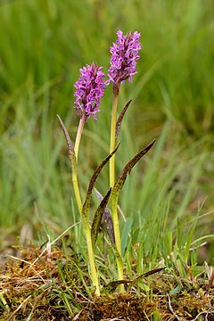 Raiboji gegūnė (Dactylorhiza cruenta)