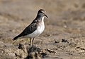 In non-breeding plumage at Purbasthali in Bardhaman District of West Bengal, India.