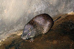 Ndezi mkubwa (Thryonomys swinderianus)