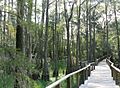 A boardwalk over cypress habitat at Tallahassee Museum, August 2007.