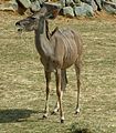 Greater Kudu