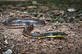 Xenochrophis trianguligerus - Kaeng Krachan National Park.