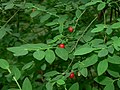 Vaccinium parvifolium