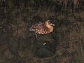 White-backed Duck