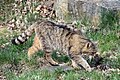 Wildkatze im Wildpark Bad Mergentheim