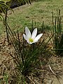 Zephyranthes candida (181218-1209)