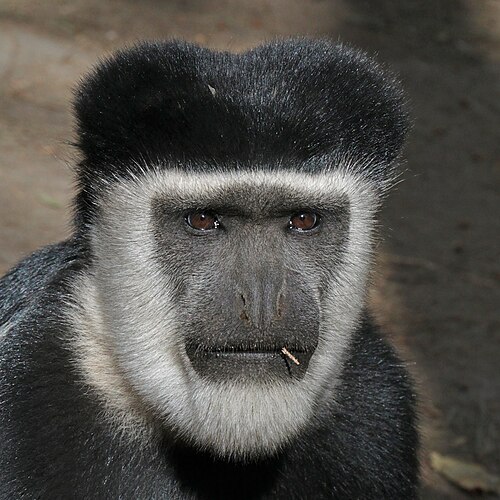 Восточный колобус (Colobus guereza)