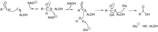 ALDHのアルデヒドデの酸化反応における触媒作用機構