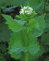 Flowering plant