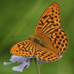 Kejserkåbe (Argynnis paphia)