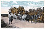 Gambar mini seharga Gambar:Barbados - Natives carting sugar cane.jpg