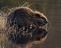 Beaver in Norway. Photo by Per Harald Olsen