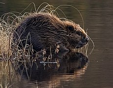 Vue de profil d'un gros rongeur au pelage brun, au bord d'un plan d'eau