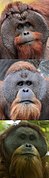 Bornean, Sumatran & Tapanuli orangs (vertical).jpg