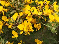 Genista corsica