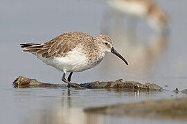 Calidris ferruginea, winter adult, Pak Thale