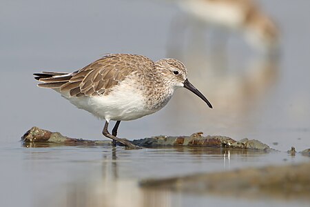 Curlew sandpiper, by JJ Harrison