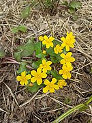 Caltha palustris 126286650.jpg