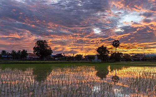 Colorful sky with orange and pink clouds reflecting in the water of a paddy field at dusk in Don Det Laos