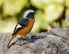 Daurian redstart at Daisen Park in Osaka, January 2016