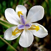 Dietes iridioides Type species