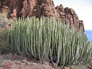 Faalsk Kaktus üüb La Gomera