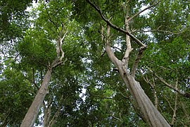 Havelock Island, Canopy of tropical moist evergreen forest, Andaman Islands.jpg