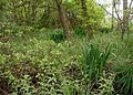 Black alder habitat in Denmark.