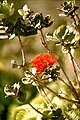 Lehua, d Blüte vom ʻŌhiʻa-Baum