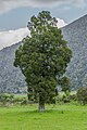 丸みを帯びた樹形Libocedrus bidwillii