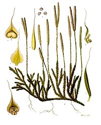 Lycopodium clavatum L.