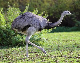 Rhea americana no jardim zoológico de Munique, na Alemanha