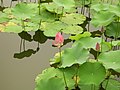 Nelumbo nucifera