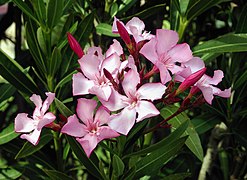 Bunga oleander merah jambu