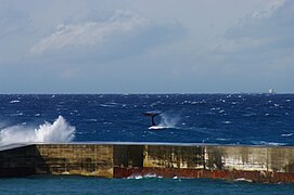 North Pacific Right Whale, Niijima, March 2, 2011 by Aramusha C.jpg