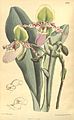 Illustration of Paphiopedilum glaucophyllum from "Curtis's Botanical Magazine" vol. 132 (Ser. 4 no. 2) tab. 8084, 1906