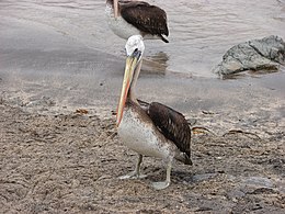 Peru pelikanas (Pelecanus thagus)
