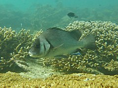 Diagramme noir (Plectorhinchus gibbosus)