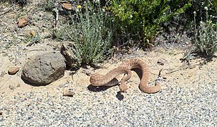 Rattle Snake On Road - panoramio.jpg