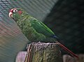 Rose-crowned parakeet (Pyrrhura hoematotis)