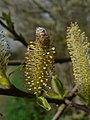 Salix sitchensis