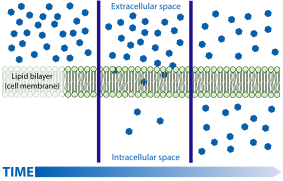 Scheme simple diffusion in cell membrane-en.svg