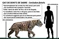 Smilodon fatalis у односу на човјека