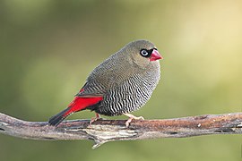 Stagonopleura bella male - Melaleuca