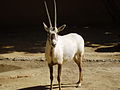 Arabiankeihäsantilooppi (Oryx leucoryx)