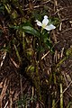 Trillium ovatum