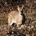 White-tailed Deer