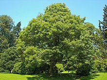 Sluncem zalitý jedinec javor klen (Acer pseudoplatanus) rostoucí na louce v lesoparku.
