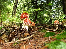 Kreców Forest, Poland